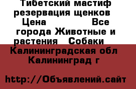 Тибетский мастиф резервация щенков › Цена ­ 100 000 - Все города Животные и растения » Собаки   . Калининградская обл.,Калининград г.